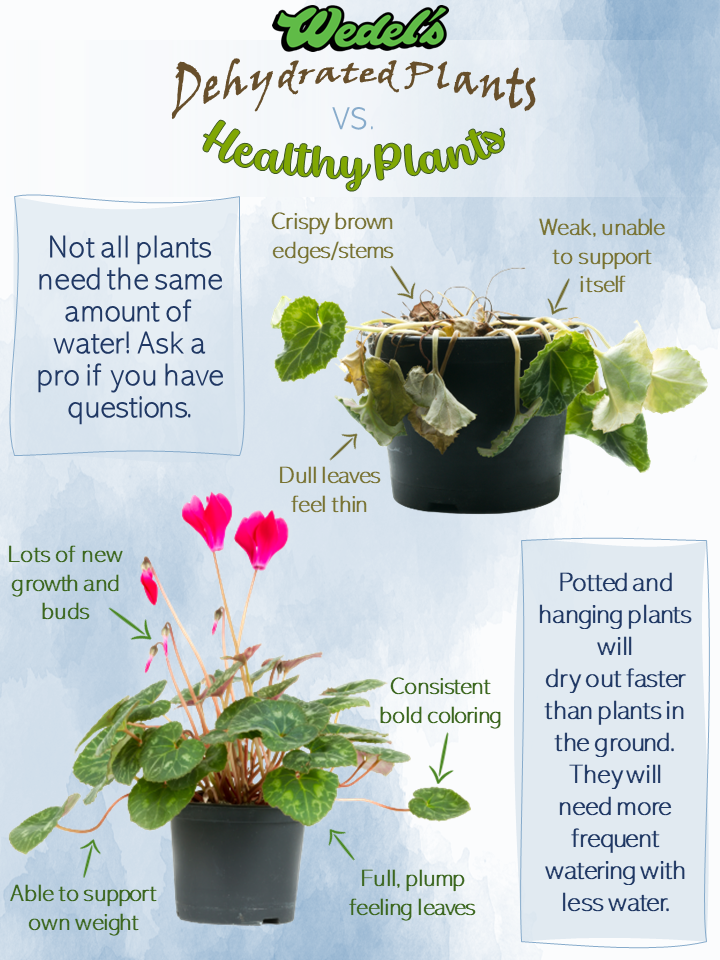 WATER Your Watering Habits? Wedel's Nursery, Florist, & Garden Center